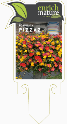 Portulaca pizzaz.png